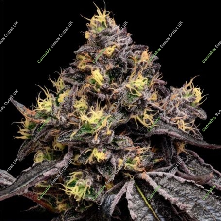 Glowberry Rush Feminized Marijuana Strain by Anesia Seeds For Sale Online at Cannabis Seeds Outlet