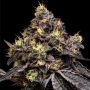 Glowberry Rush Feminized Marijuana Strain by Anesia Seeds For Sale Online at Cannabis Seeds Outlet
