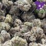 Anesia Seeds Glowberry Rush Smoke Buds Weed Ganja Skunk Dope Pot Images Pics Nuggets
