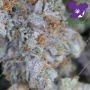 Glowberry Rush Feminized by Anesia Seeds THC Content Potency Strength CBD Height Yield Flowering Time Indica Sativa Genetics