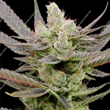 Glowberry Rush Auto Feminized Marijuana Strain by Anesia Seeds For Sale Online at Cannabis Seeds Outlet