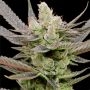 Glowberry Rush Auto Feminized Marijuana Strain by Anesia Seeds For Sale Online at Cannabis Seeds Outlet