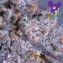 Glowberry Rush Auto Feminized by Anesia Seeds THC Content Potency Strength CBD Height Yield Flowering Time Indica Sativa Genetic