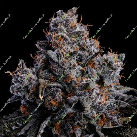 Grape Pop Rocks Auto Feminized Marijuana Strain by Anesia Seeds For Sale Online at Cannabis Seeds Outlet