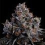 Grape Pop Rocks Auto Feminized Marijuana Strain by Anesia Seeds For Sale Online at Cannabis Seeds Outlet