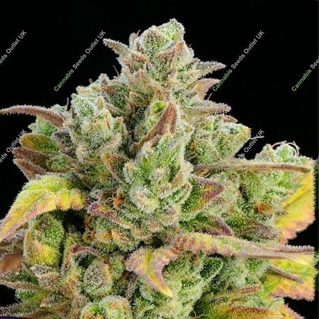Honey Fried Bananas Feminized Marijuana Strain by Anesia Seeds For Sale Online at Cannabis Seeds Outlet