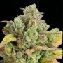 Honey Fried Bananas Feminized Marijuana Strain by Anesia Seeds For Sale Online at Cannabis Seeds Outlet