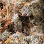 Honey Fried Bananas Feminized by Anesia Seeds THC Content Potency Strength CBD Height Yield Flowering Time Indica Sativa Genetic
