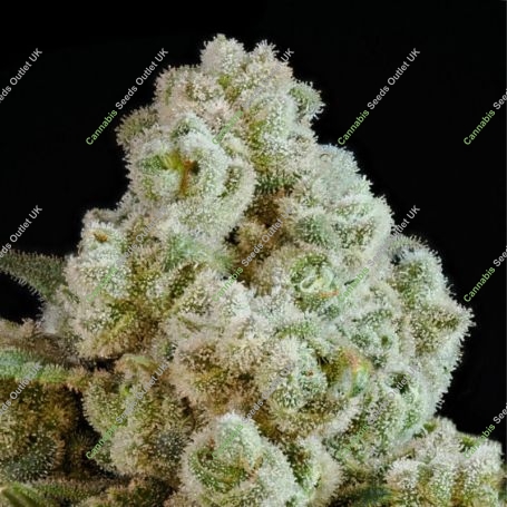 Privileged Baddie Feminized Marijuana Strain by Anesia Seeds For Sale Online at Cannabis Seeds Outlet
