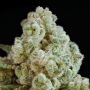Privileged Baddie Feminized Marijuana Strain by Anesia Seeds For Sale Online at Cannabis Seeds Outlet