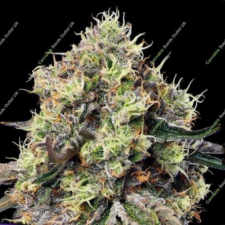 Roswell Code Feminized Marijuana Strain by Anesia Seeds For Sale Online at Cannabis Seeds Outlet