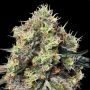 Roswell Code Feminized Marijuana Strain by Anesia Seeds For Sale Online at Cannabis Seeds Outlet