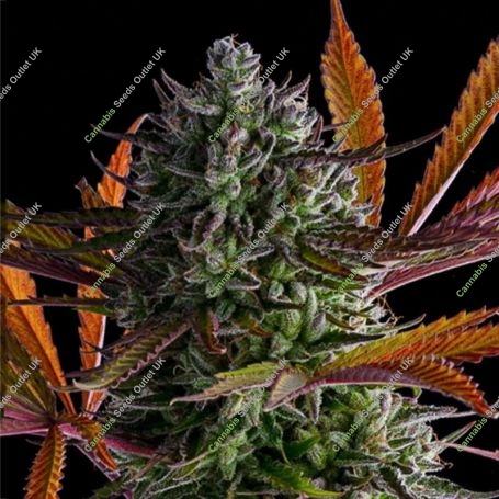 Strawberry Pop Rocks Feminized Marijuana Strain by Anesia Seeds For Sale Online at Cannabis Seeds Outlet