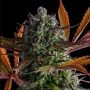 Strawberry Pop Rocks Feminized Marijuana Strain by Anesia Seeds For Sale Online at Cannabis Seeds Outlet