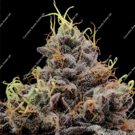 Think Tank Feminized Marijuana Strain by Anesia Seeds For Sale Online at Cannabis Seeds Outlet