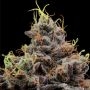 Think Tank Feminized Marijuana Strain by Anesia Seeds For Sale Online at Cannabis Seeds Outlet
