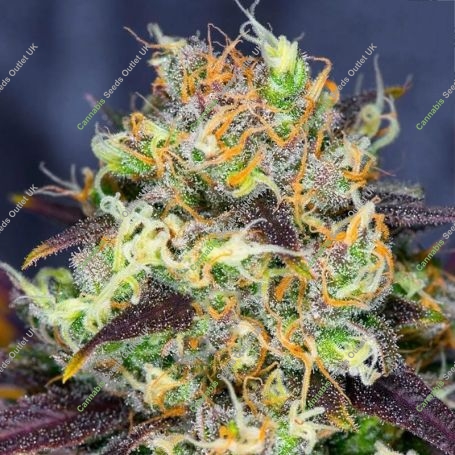 Chunky Pineapple Feminized Marijuana Strain by BSB Genetics For Sale Online at Cannabis Seeds Outlet