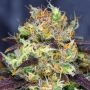 Chunky Pineapple Feminized Marijuana Strain by BSB Genetics For Sale Online at Cannabis Seeds Outlet