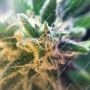 Chunky Pineapple Feminized by BSB Genetics THC Content Potency Strength CBD Height Yield Flowering Time Indica Sativa Genetics