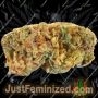 BSB Genetics Widow Maker Smoke Buds Weed Ganja Skunk Dope Pot Images Pics Nuggets