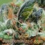 Widow Maker Feminized by BSB Genetics THC Content Potency Strength CBD Height Yield Flowering Time Indica Sativa Genetics
