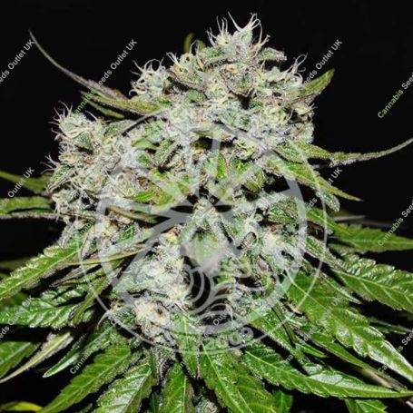Nevilles Rose Auto Feminized Marijuana Strain by Delicious Seeds For Sale Online at Cannabis Seeds Outlet