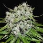 Nevilles Rose Auto Feminized Marijuana Strain by Delicious Seeds For Sale Online at Cannabis Seeds Outlet