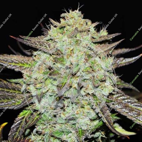 Purple Mango Kush Feminized Marijuana Strain by Delicious Seeds For Sale Online at Cannabis Seeds Outlet