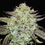 Purple Mango Kush Feminized Marijuana Strain by Delicious Seeds For Sale Online at Cannabis Seeds Outlet