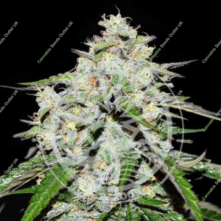 Space Cookies Auto Feminized Marijuana Strain by Delicious Seeds For Sale Online at Cannabis Seeds Outlet