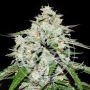 Space Cookies Auto Feminized Marijuana Strain by Delicious Seeds For Sale Online at Cannabis Seeds Outlet