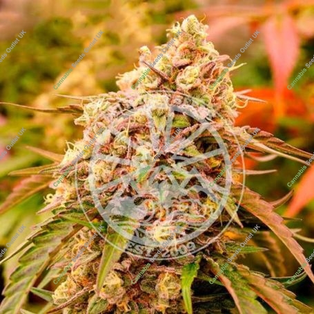 Sunday Punch Early Version Feminized Marijuana Strain by Delicious Seeds For Sale Online at Cannabis Seeds Outlet