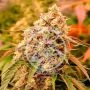 Sunday Punch Early Version Feminized Marijuana Strain by Delicious Seeds For Sale Online at Cannabis Seeds Outlet