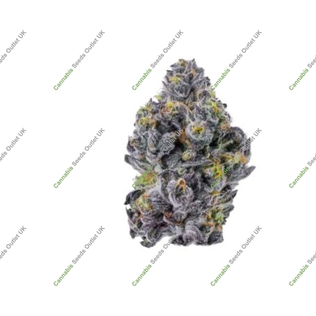 Sticky Wasabi TRIPLOID Feminized Marijuana Strain by Growers Choice For Sale Online at Cannabis Seeds Outlet