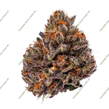 Tropicana Cherry TRIPLOID Marijuana Strain by Growers Choice For Sale Online at Cannabis Seeds Outlet
