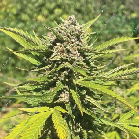 Banana Melt Feminized Marijuana Strain by Humboldt Seed Company For Sale Online at Cannabis Seeds Outlet