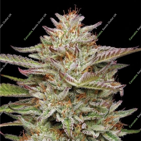 Banana OG Feminized Marijuana Strain by Humboldt Seed Company For Sale Online at Cannabis Seeds Outlet