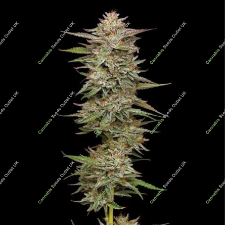 Banana OG Auto Feminized Marijuana Strain by Humboldt Seed Company For Sale Online at Cannabis Seeds Outlet