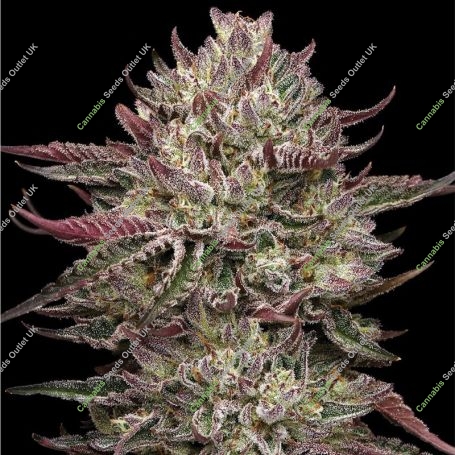 Chicken N Wafflez Feminized Marijuana Strain by Humboldt Seed Company For Sale Online at Cannabis Seeds Outlet