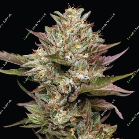 Moonfog Feminized Marijuana Strain by Humboldt Seed Company For Sale Online at Cannabis Seeds Outlet