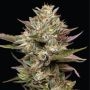 Moonfog Feminized Marijuana Strain by Humboldt Seed Company For Sale Online at Cannabis Seeds Outlet