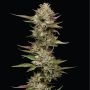 Humboldt Seed Company Moonfog Smoke Buds Weed Ganja Skunk Dope Pot Images Pics Nuggets