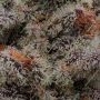 Moonfog Feminized by Humboldt Seed Company THC Content Potency Strength CBD Height Yield Flowering Time Indica Sativa Genetics