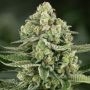 5Star Apple Fritter Feminized Marijuana Strain by Power Strains For Sale Online at Cannabis Seeds Outlet