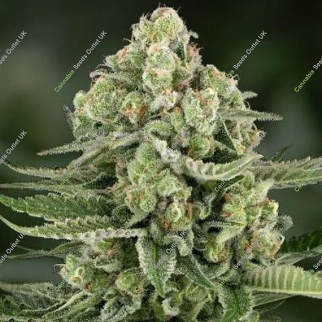 5Star Apple Fritter Auto Feminized Marijuana Strain by Power Strains For Sale Online at Cannabis Seeds Outlet
