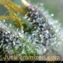 5Star Apple Fritter Auto Feminized by Power Strains THC Content Potency Strength CBD Height Yield Flowering Time Indica Sativa G