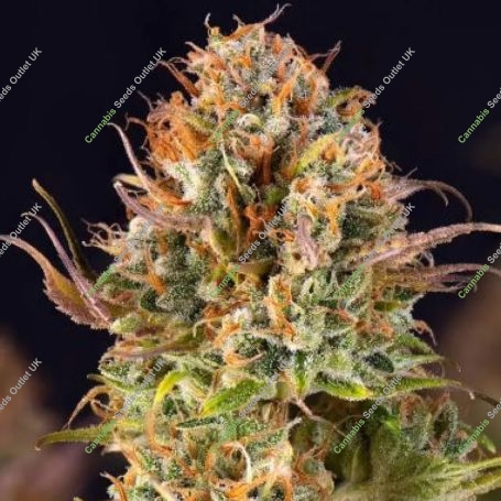 5Star Orange Bud Auto Feminized Marijuana Strain by Power Strains For Sale Online at Cannabis Seeds Outlet