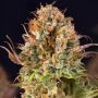5Star Orange Bud Auto Feminized Marijuana Strain by Power Strains For Sale Online at Cannabis Seeds Outlet
