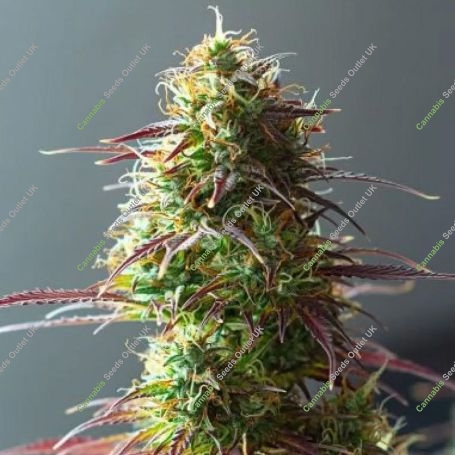 5Star Strawberry Haze Auto Marijuana Strain by Power Strains For Sale Online at Cannabis Seeds Outlet
