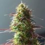 5Star Strawberry Haze Auto Marijuana Strain by Power Strains For Sale Online at Cannabis Seeds Outlet
